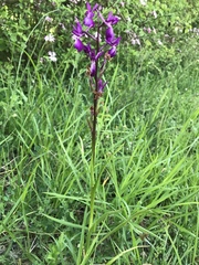 Anacamptis laxiflora