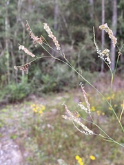 Polygonella gracilis