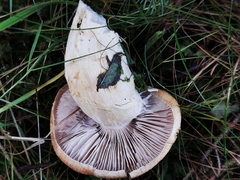 Cortinarius claricolor
