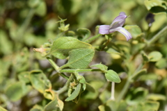 Carlowrightia serpyllifolia