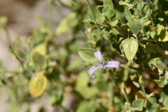 Carlowrightia serpyllifolia