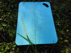 Eragrostis capillaris