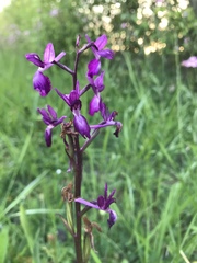 Anacamptis laxiflora