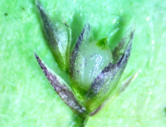 Eragrostis capillaris