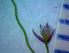 Eragrostis capillaris