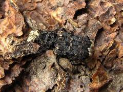 Platyrhinus resinosus