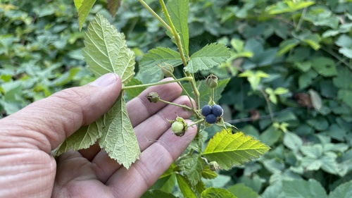 Rubus caesius iNat (1)