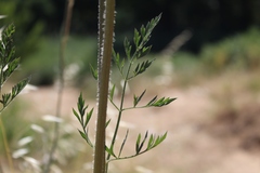 Daucus carota maximus