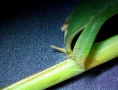 Eragrostis capillaris