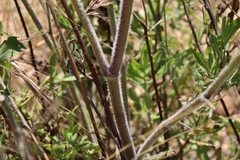 Daucus carota maximus