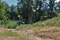 Daucus carota maximus