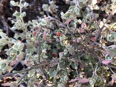 Chenopodium curvispicatum
