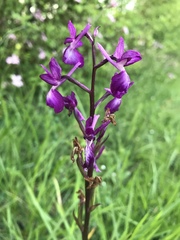 Anacamptis laxiflora