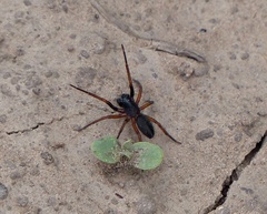 Corinninae