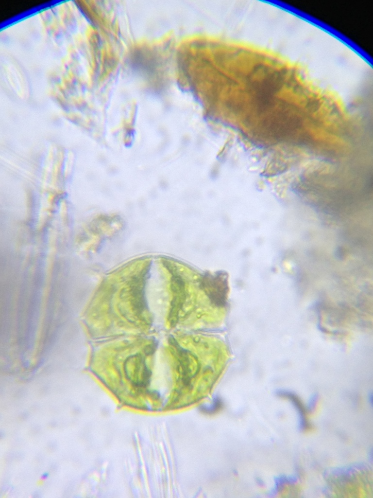 Micrasterias sexspinata