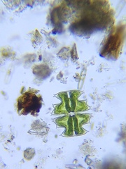 Micrasterias depauperata