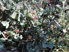 Chenopodium curvispicatum