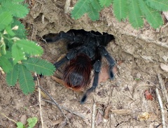 Acanthoscurria chacoana