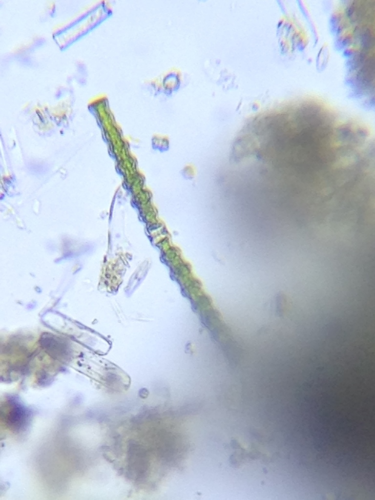 Docidium