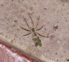 Pavocosa