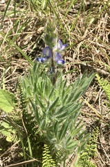 Lupinus bracteolaris