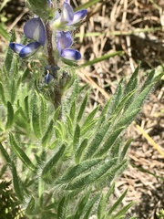 Lupinus bracteolaris