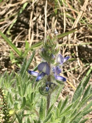 Lupinus bracteolaris