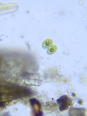 Cosmarium contractum