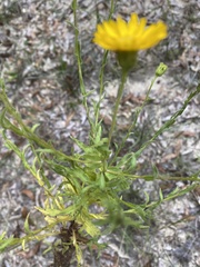 Chrysopsis lanuginosa