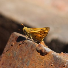 Hylephila phyleus phyleus