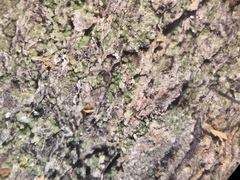 Protoparmelia hypotremella