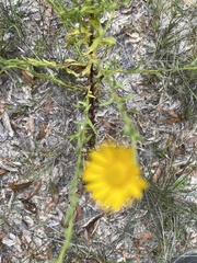 Chrysopsis lanuginosa