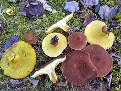 Suillus cavipes