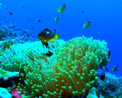 Dascyllus auripinnis