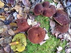 Suillus cavipes