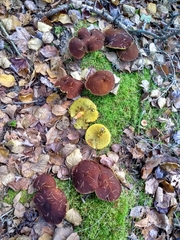 Suillus cavipes