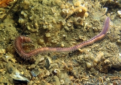 Leodice torquata
