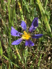 Calydorea xiphioides