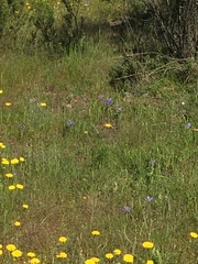 Calydorea xiphioides