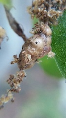 Callirhytis congregata