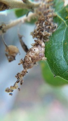 Callirhytis congregata