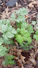 Artemisia vulgaris