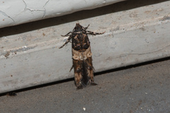 Walshia miscecolorella