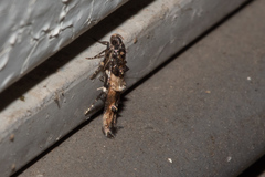 Walshia miscecolorella