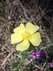 Crocanthemum brasiliense