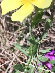 Crocanthemum brasiliense