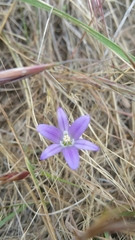 Brodiaea