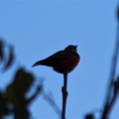 Pyrocephalus rubinus