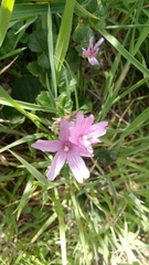 Sidalcea malviflora