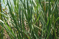 Typha domingensis